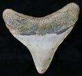 Posterior Megalodon Tooth - North Carolina #18596-2